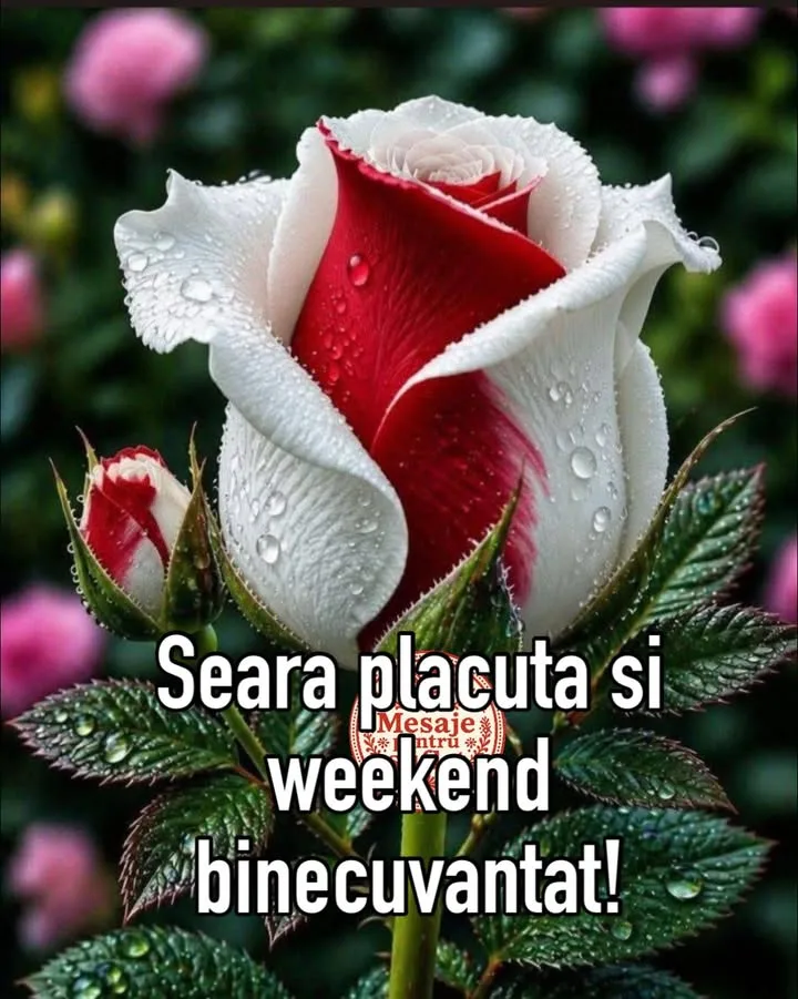 Mesaj pentru suflet 2026-06-19T15:40:54+0000