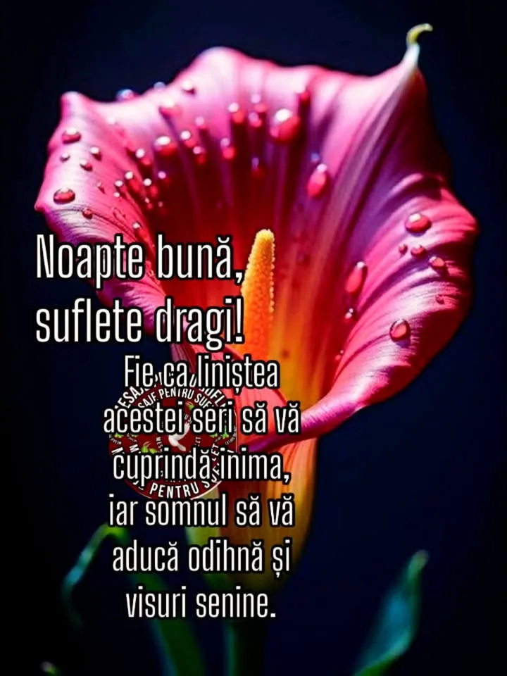 Mesaj pentru suflet 2026-07-08T16:34:08+0000